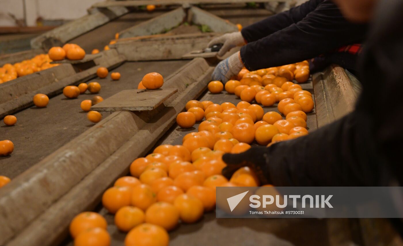 Abkhazia Mandarins Harvest