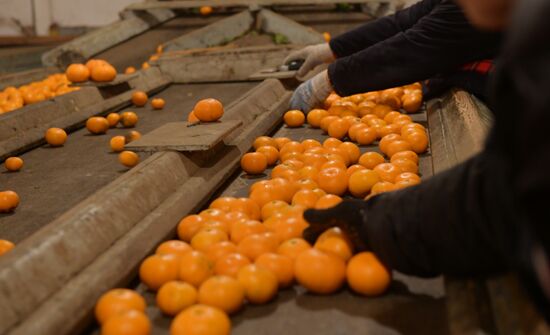 Abkhazia Mandarins Harvest