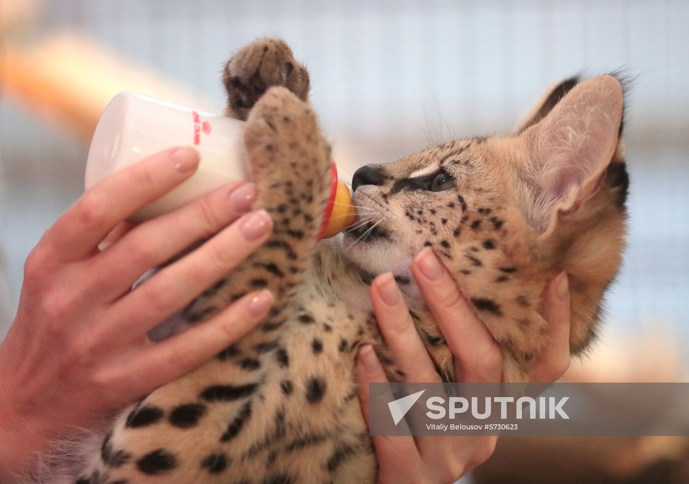 Russia Cats