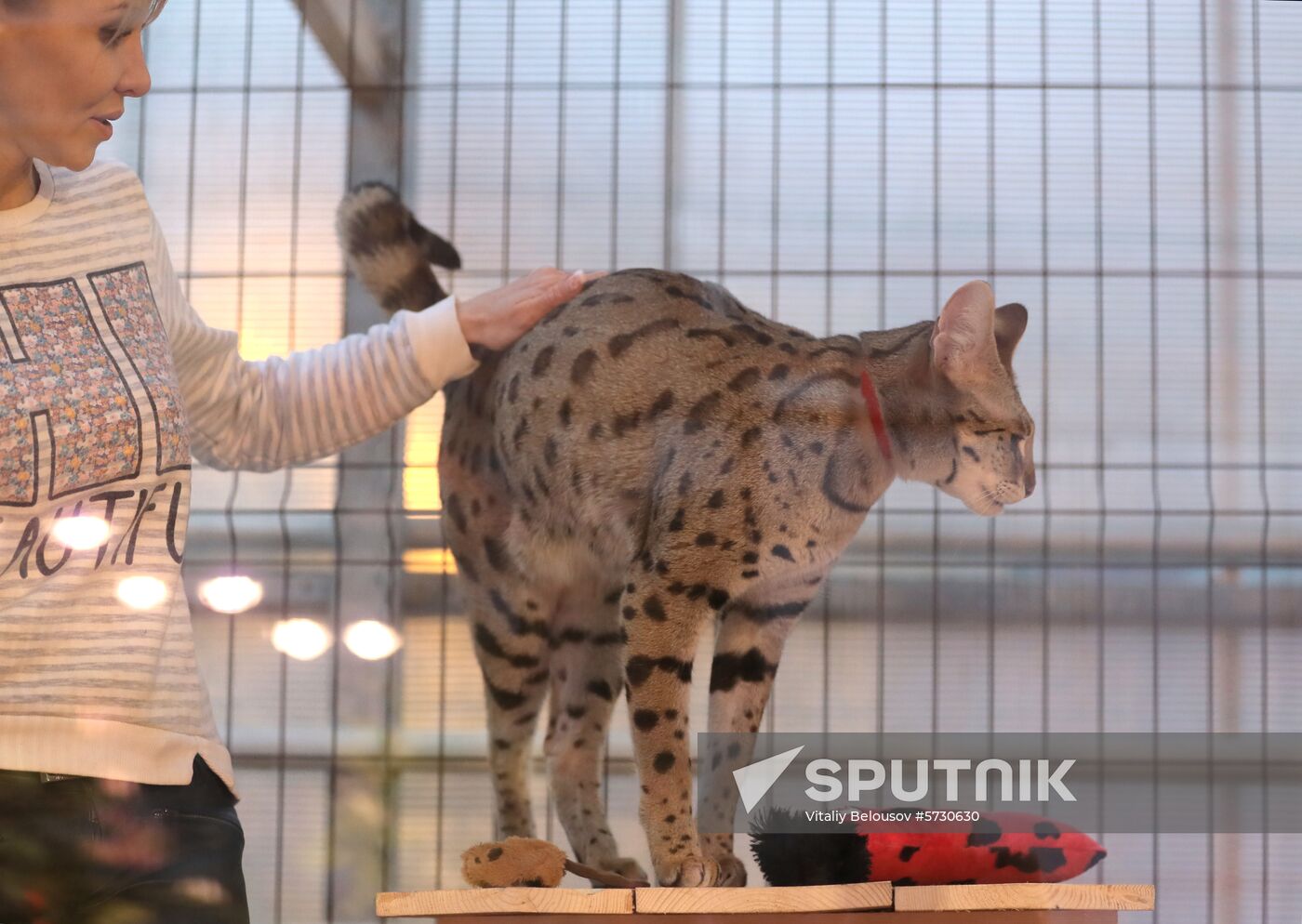 Russia Cats