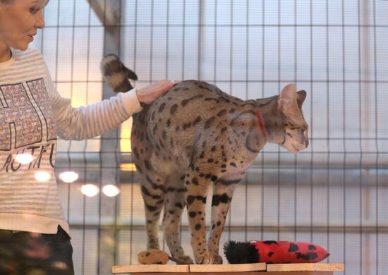 Russia Cats
