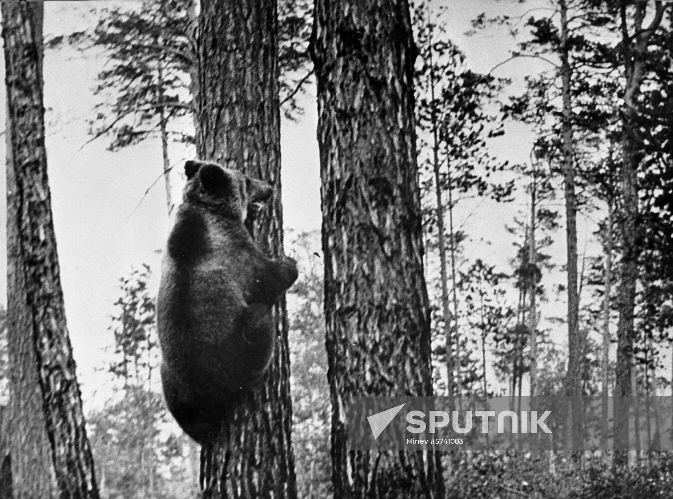 Siberian brown bear