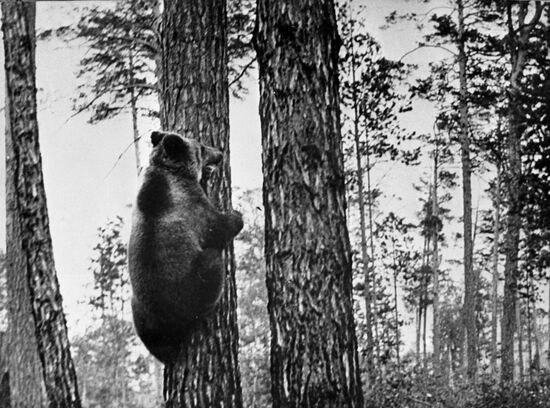Siberian brown bear