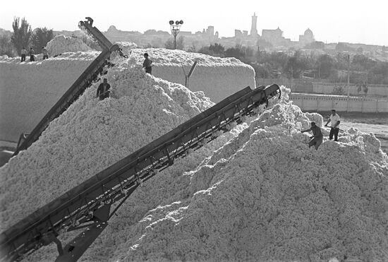 Cotton pick-up facility of Bukhara cotton gin plant