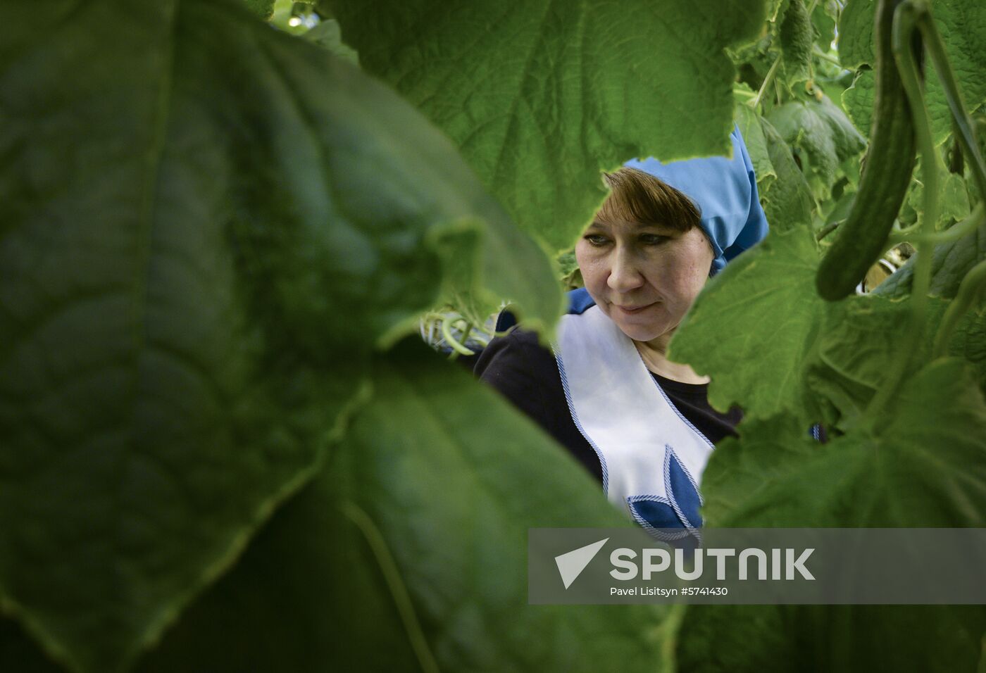 Russia New Greenhouse Complex