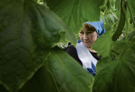 Russia New Greenhouse Complex