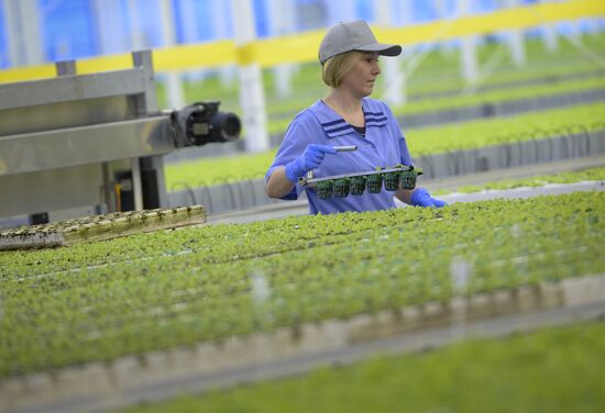 Russia New Greenhouse Complex