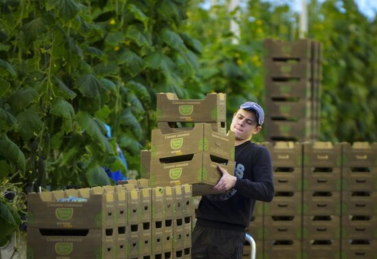 Russia New Greenhouse Complex