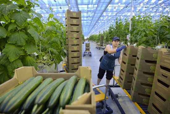 Russia New Greenhouse Complex