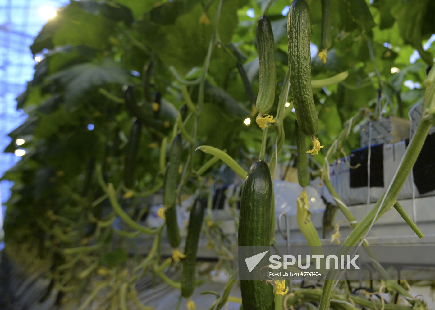 Russia New Greenhouse Complex