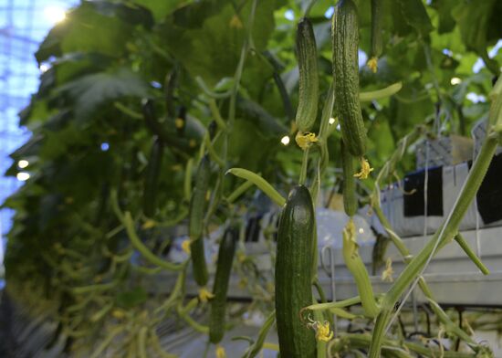 Russia New Greenhouse Complex