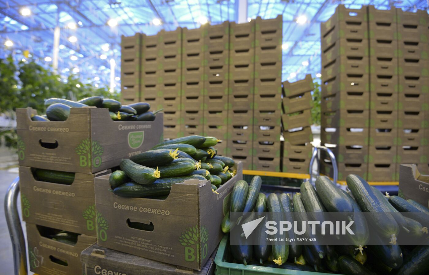 Russia New Greenhouse Complex