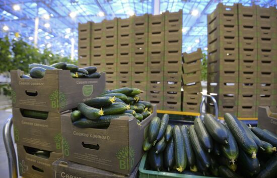 Russia New Greenhouse Complex