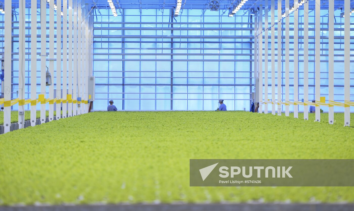 Russia New Greenhouse Complex