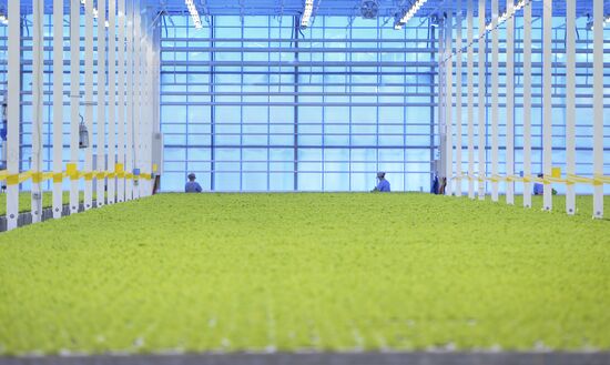 Russia New Greenhouse Complex