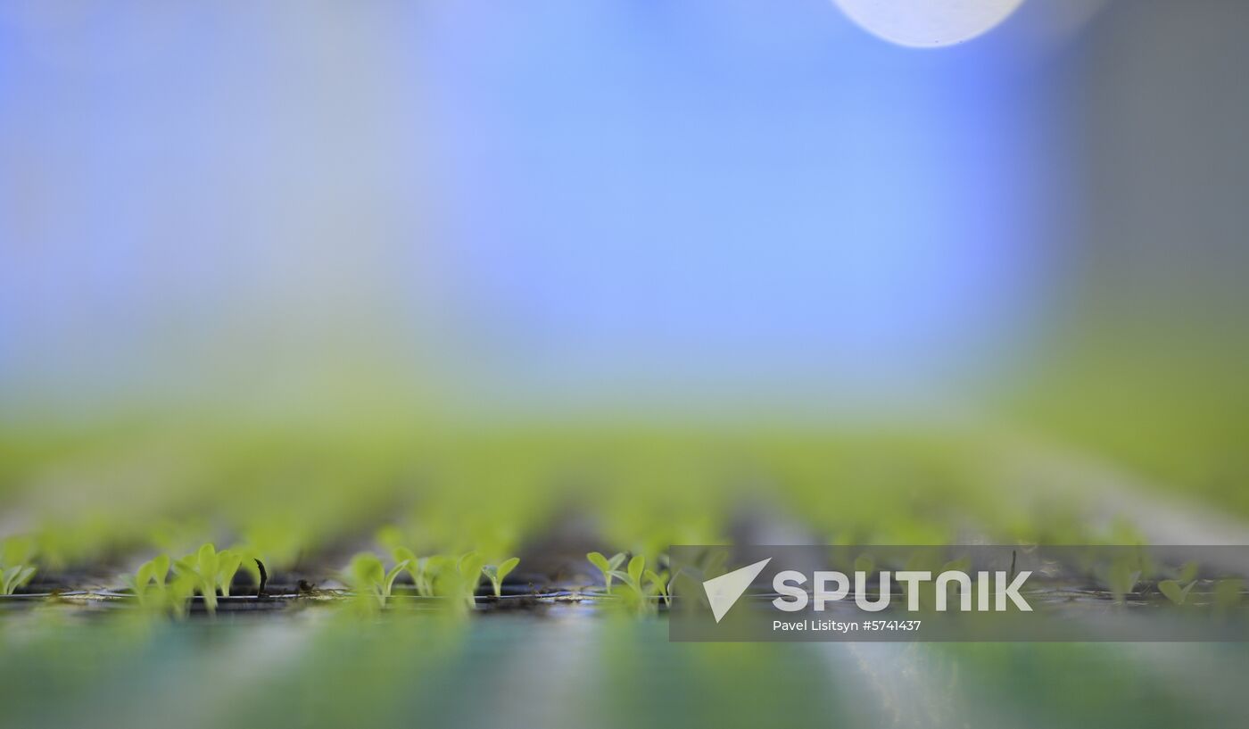 Russia New Greenhouse Complex