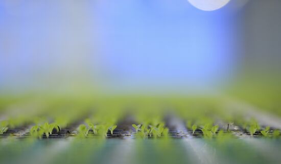 Russia New Greenhouse Complex