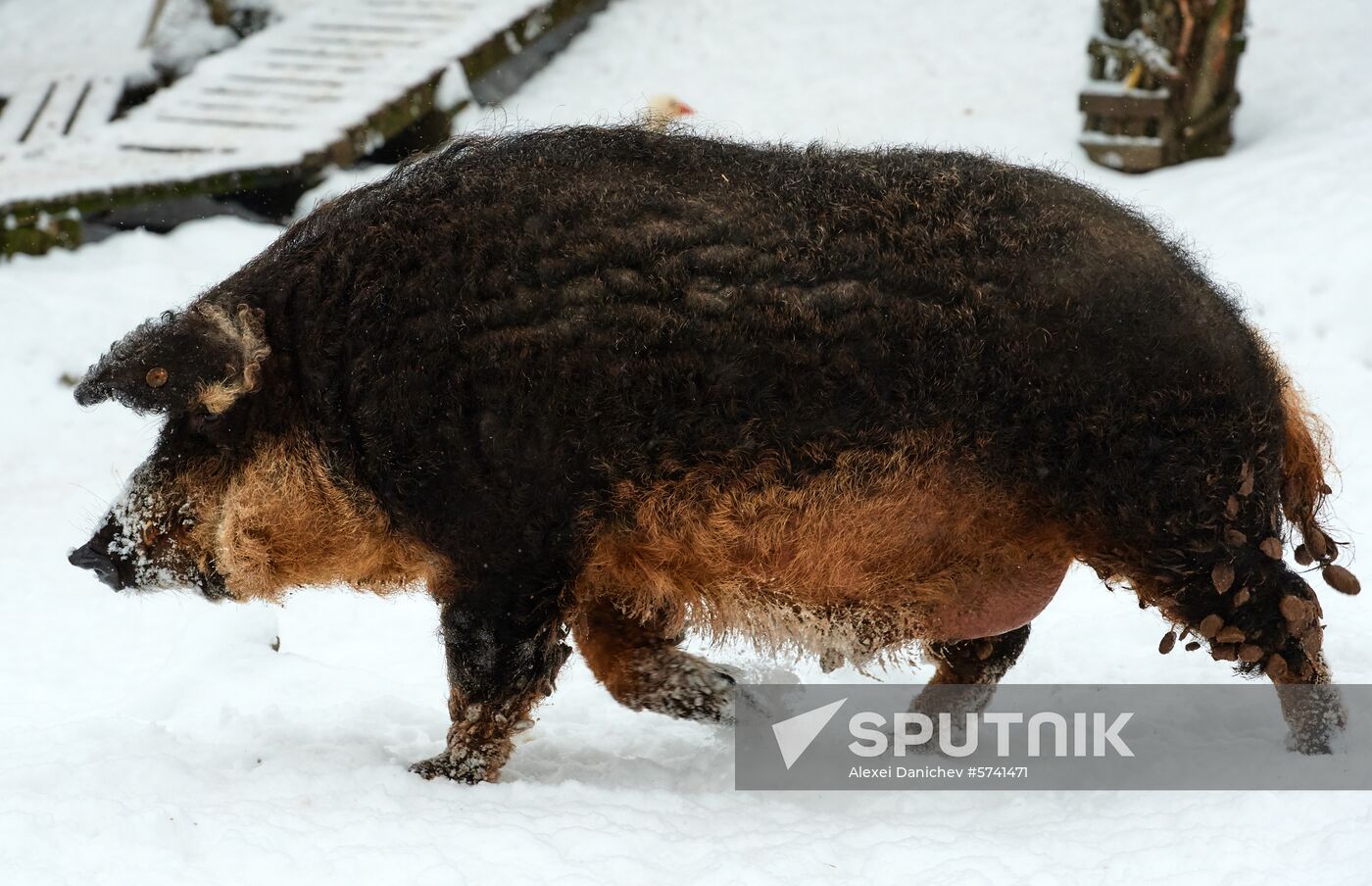 Russia Pig Farm