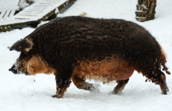 Russia Pig Farm