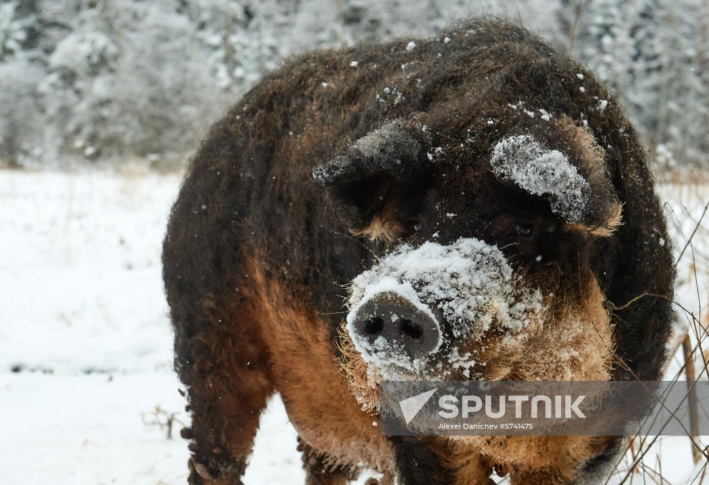 Russia Pig Farm