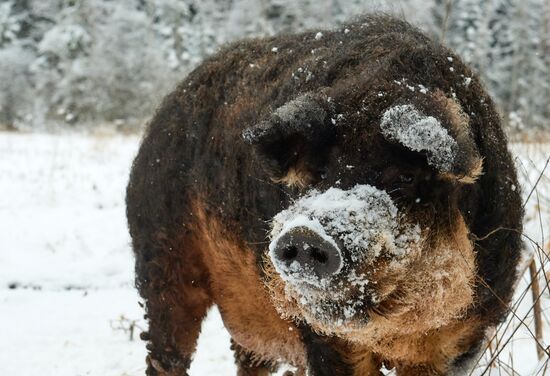 Russia Pig Farm