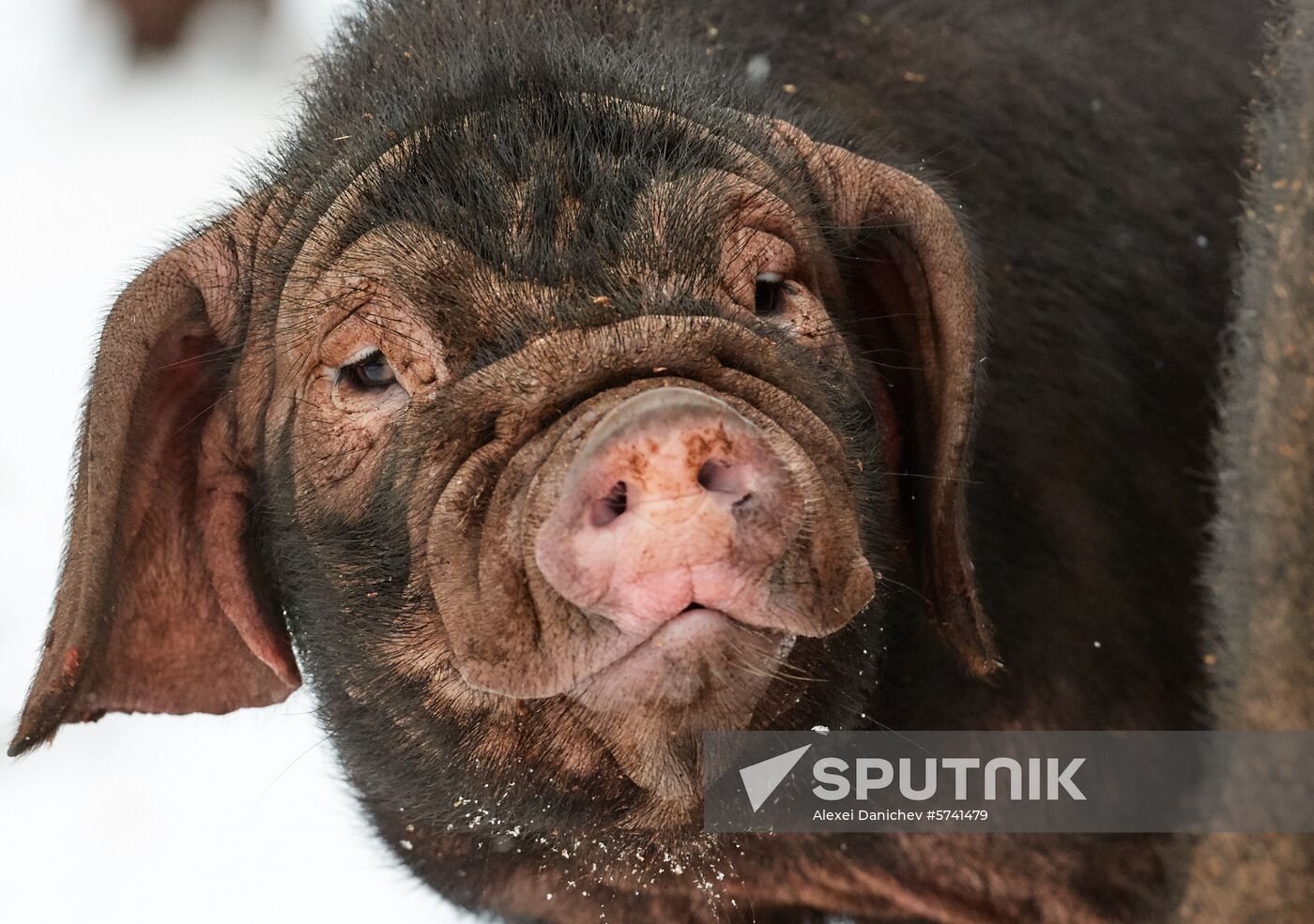 Russia Pig Farm