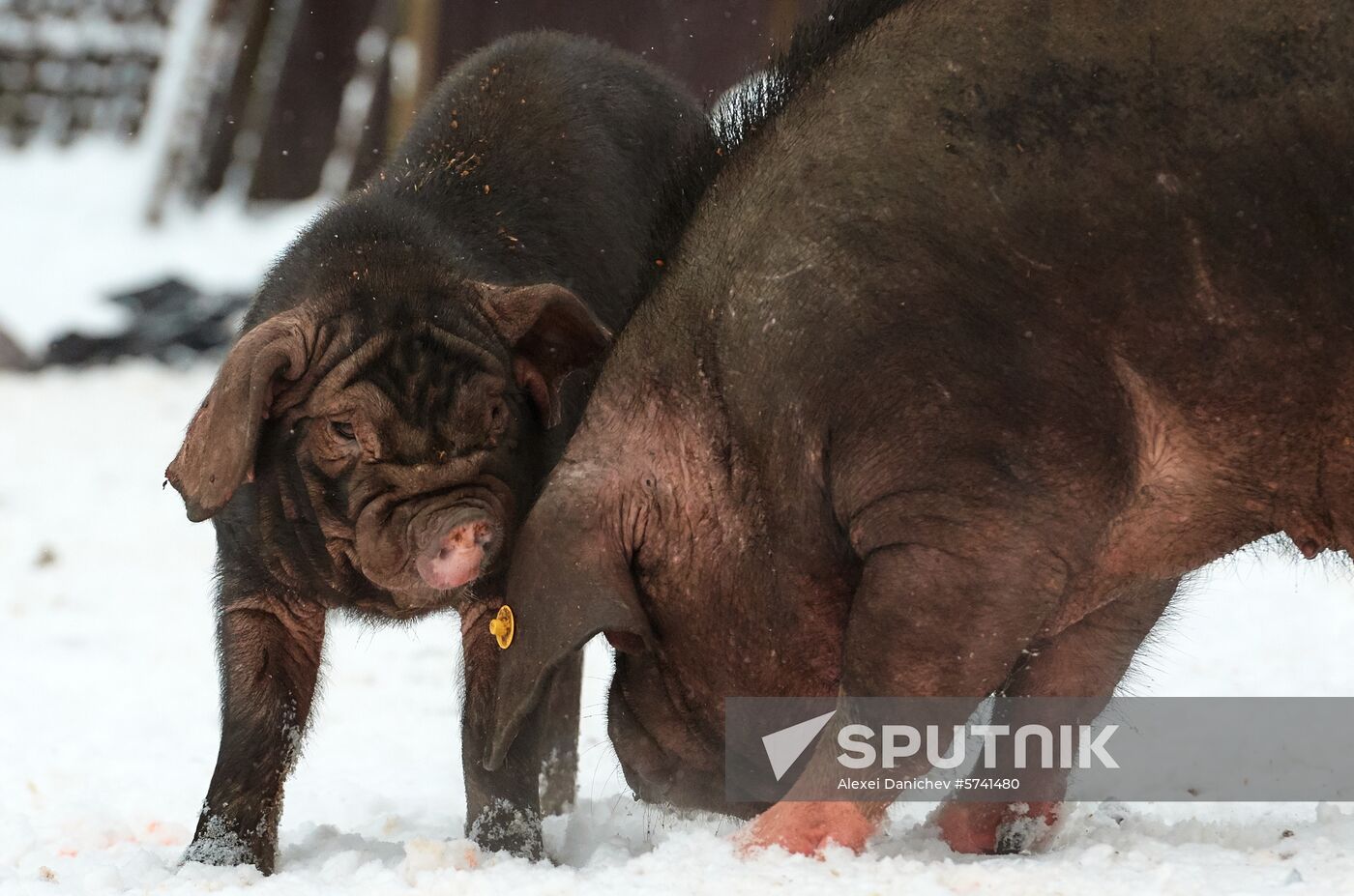 Russia Pig Farm