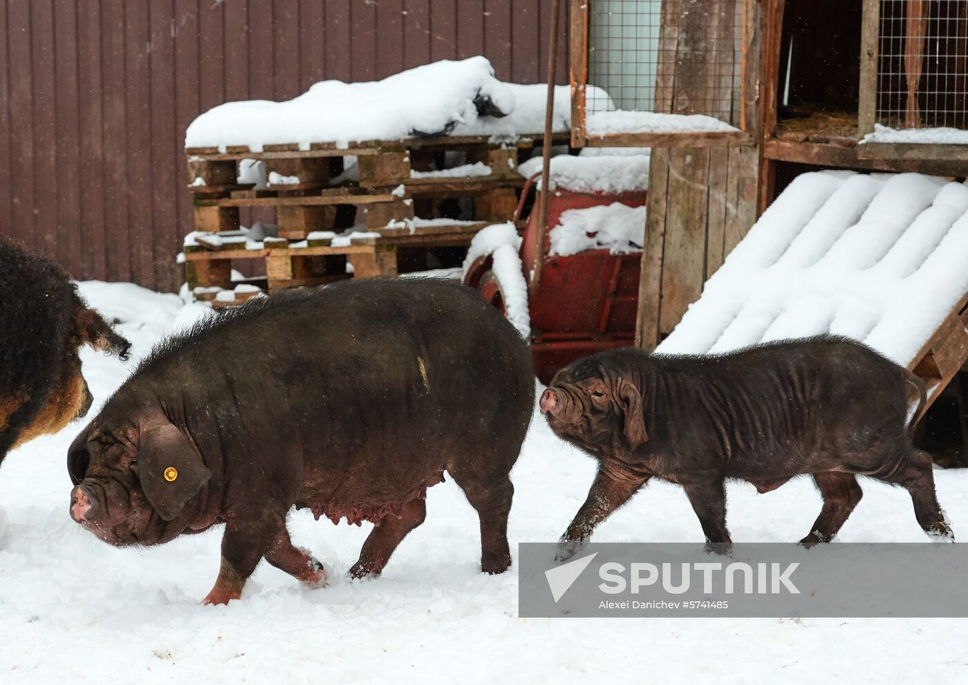 Russia Pig Farm
