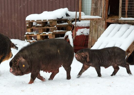 Russia Pig Farm
