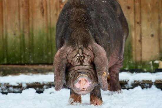 Russia Pig Farm
