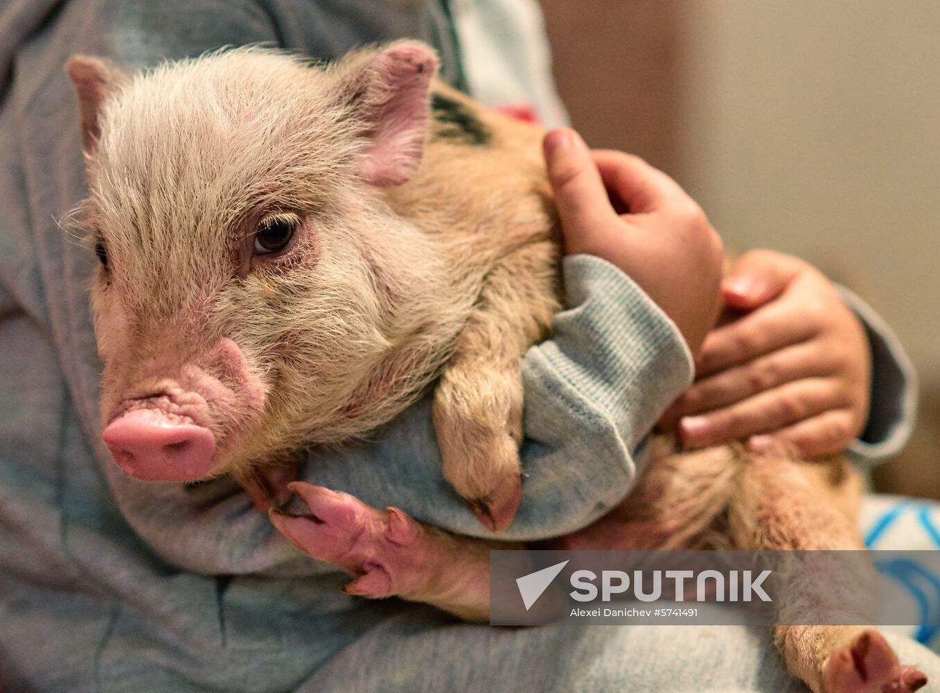 Russia Pig Farm