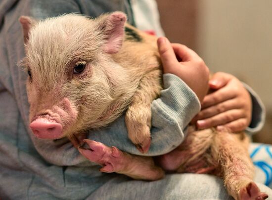 Russia Pig Farm