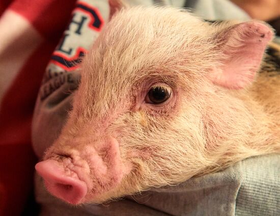 Russia Pig Farm