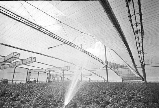 Central Botanical Garden of Ukrainian Academy of Sciences