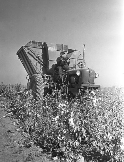 Cotton picking in Uzbekistan