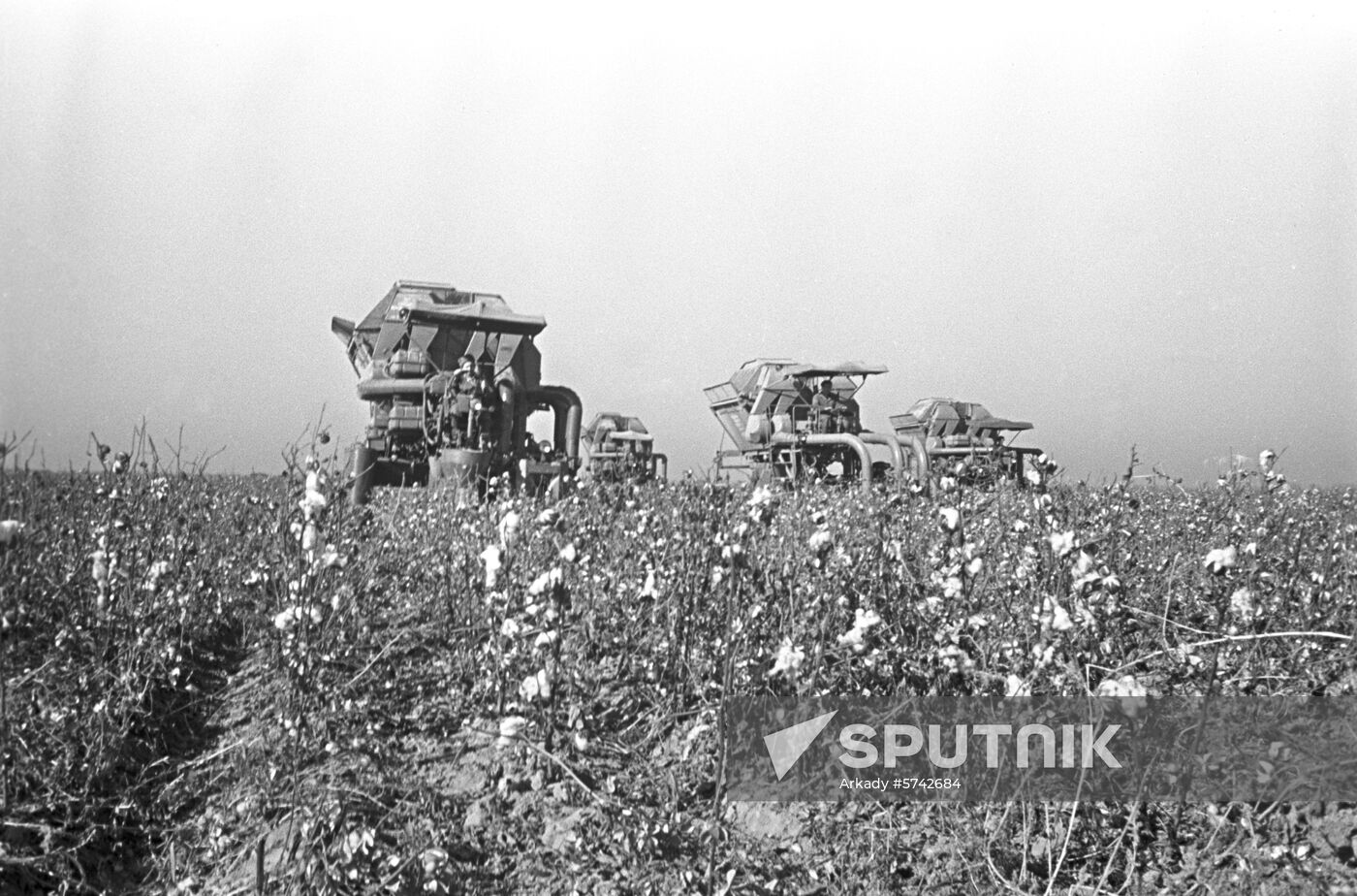 Cotton picking in Uzbekistan
