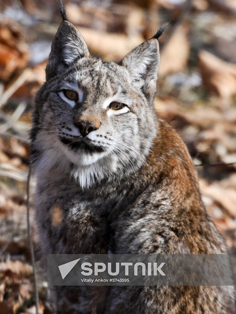Russia Lynxes