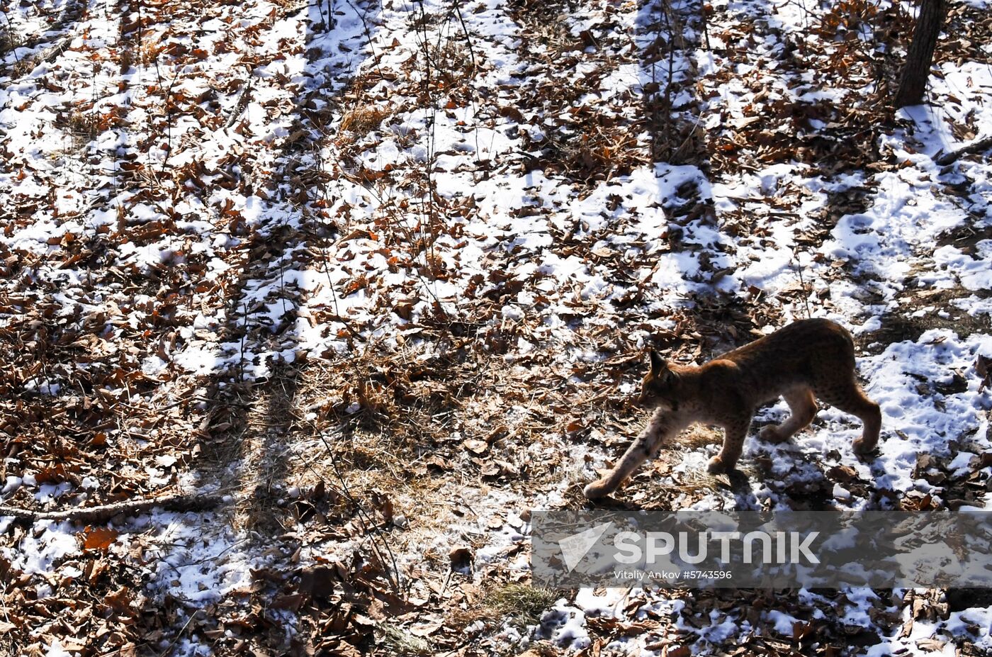 Russia lynxes