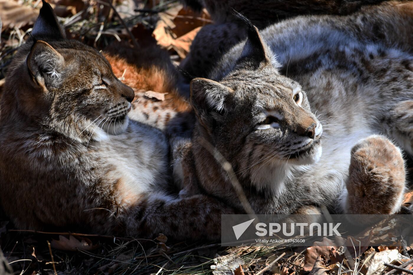 Russia lynxes