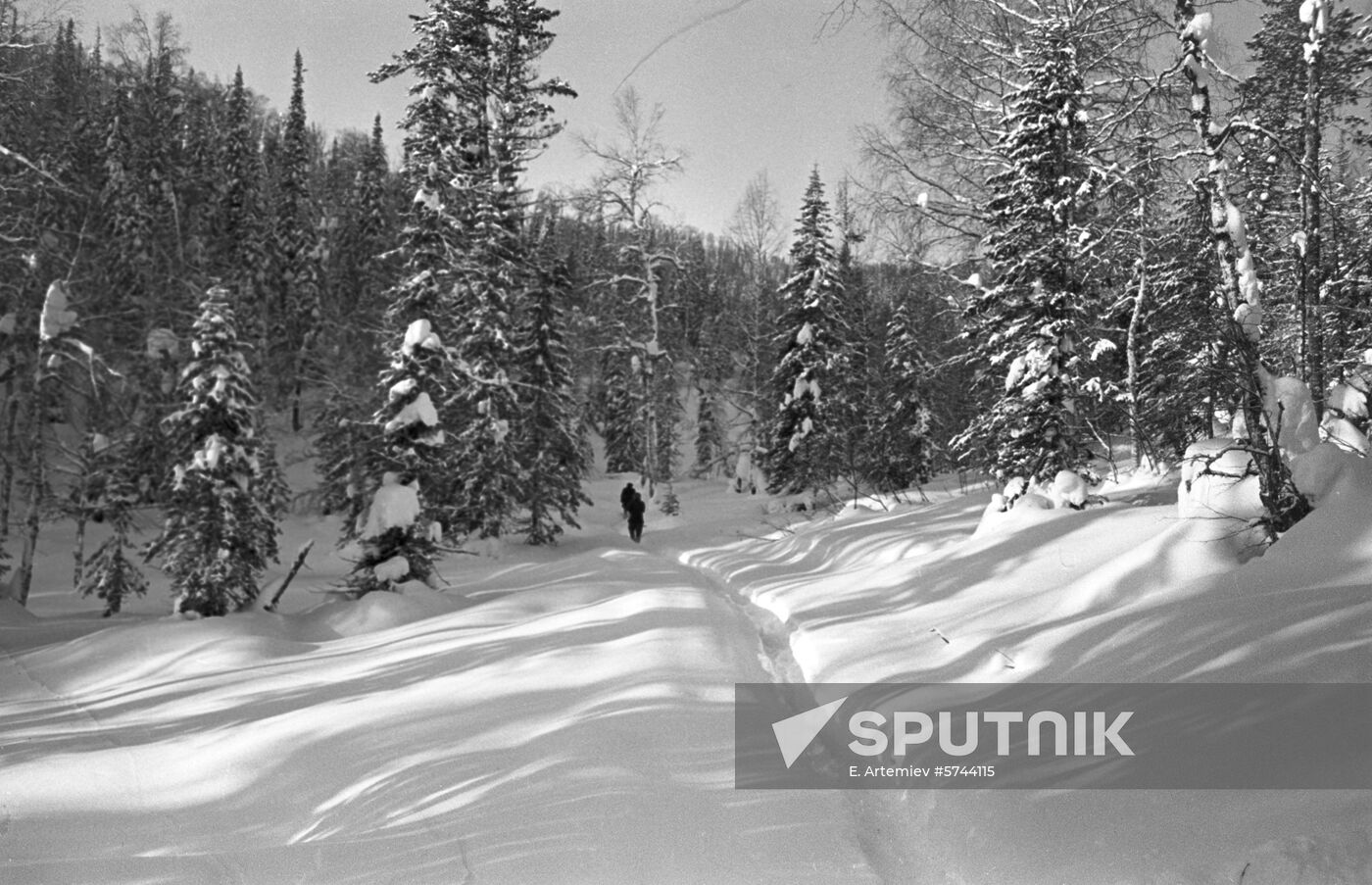 Winter forest