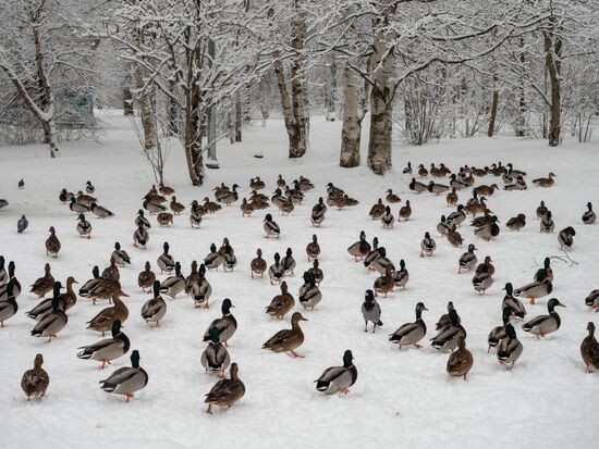 Russia Weather