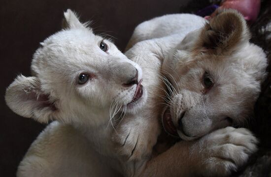 Russia White Lions