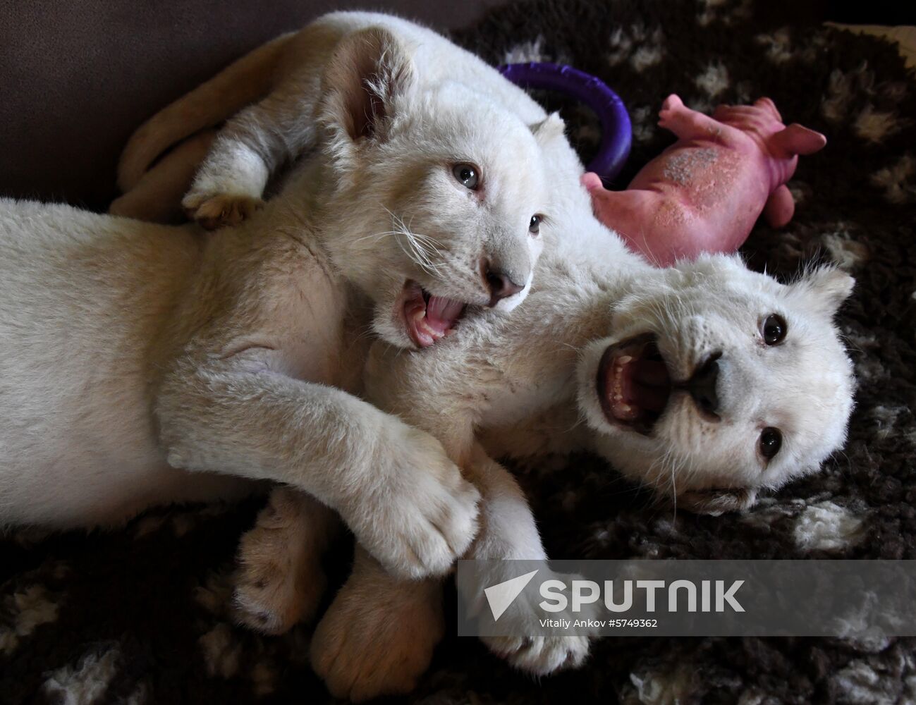 Russia White Lions