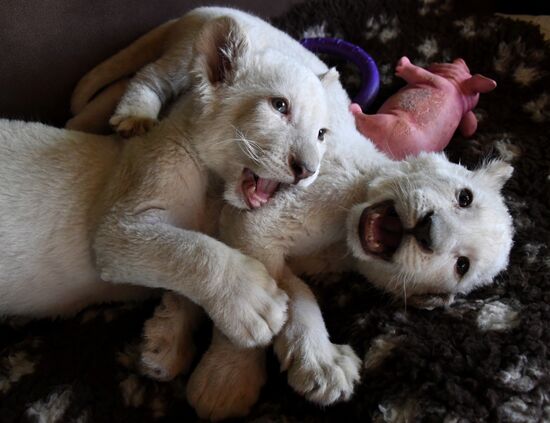 Russia White Lions