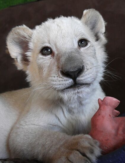 Russia White Lions