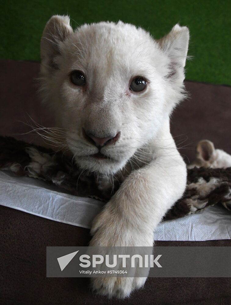 Russia White Lions