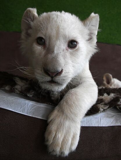 Russia White Lions