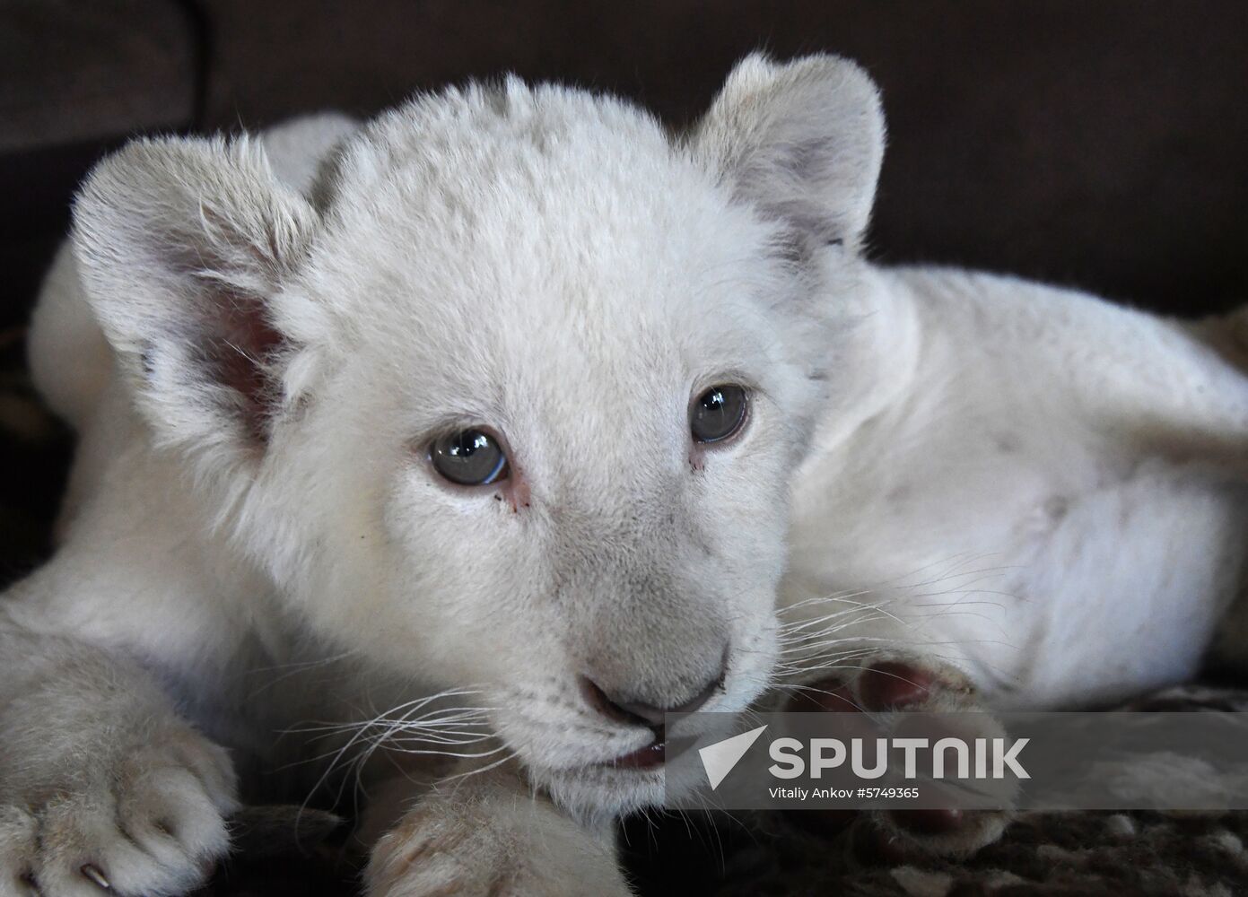 Russia White Lions