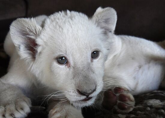 Russia White Lions
