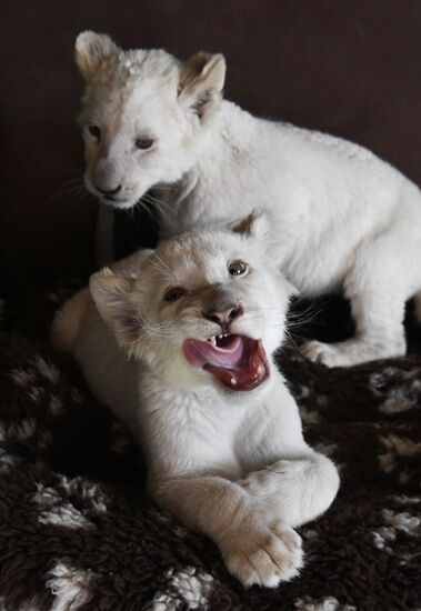 Russia White Lions